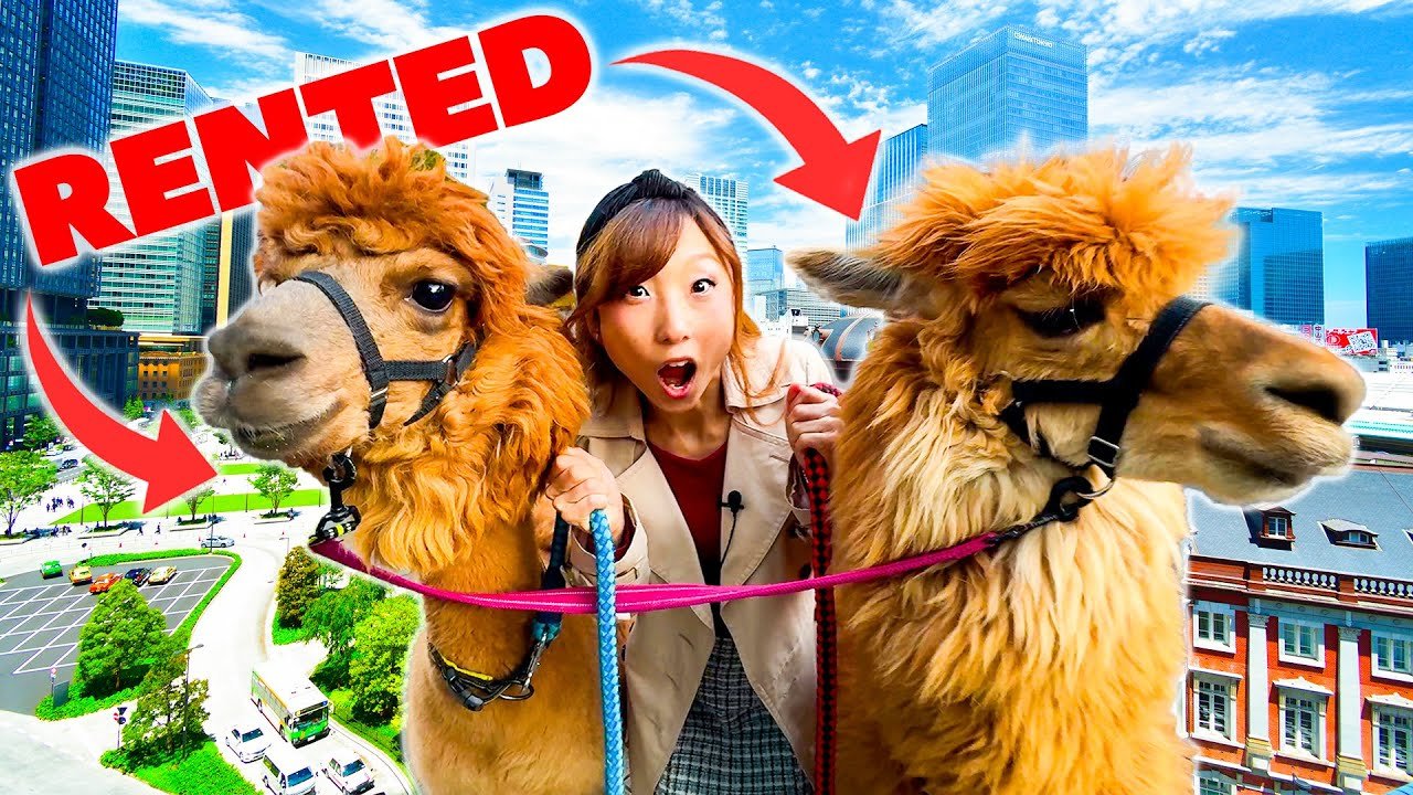 🐐 다이센 톰 소여 목장 (다이센 토무소야 보쿠조) 이미지 6